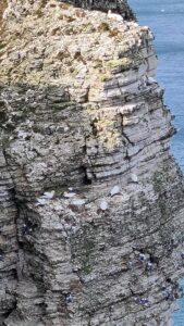 RSPB Bempton Cliffs 11